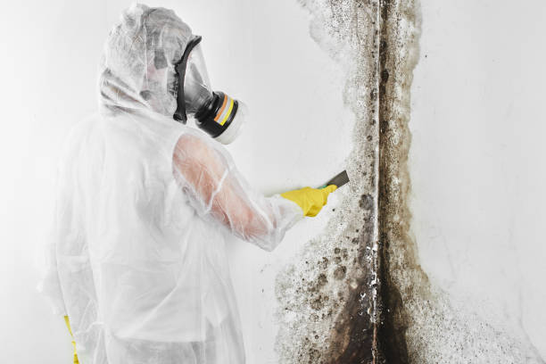 Best Professional Mold Removal  in Gardendale, TX