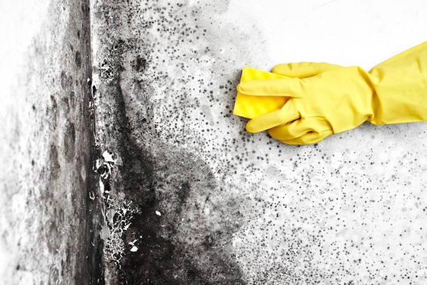 Professional Mold Removal in Gardendale, TX