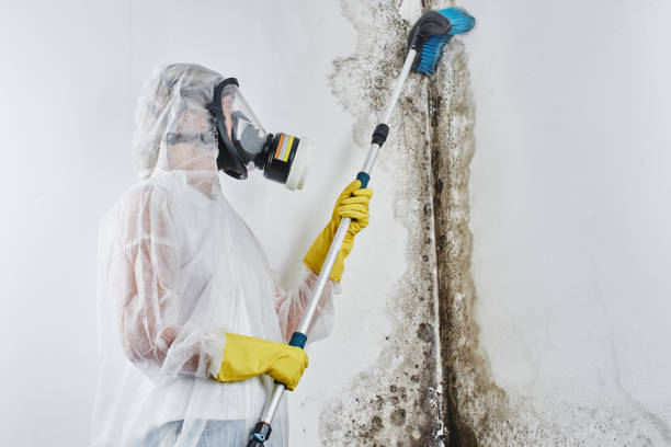 Best Affordable Mold Removal  in Gardendale, TX