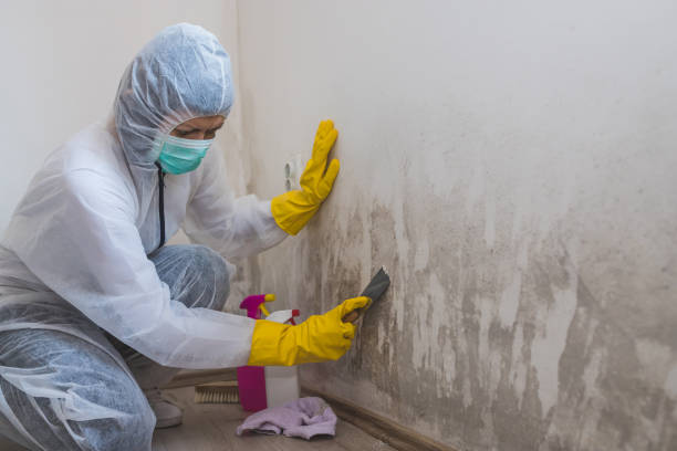 Best Attic Mold Removal  in Gardendale, TX