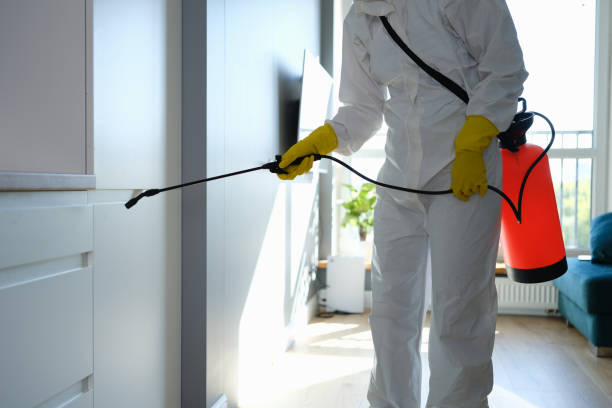 Best Fast Mold Removal  in Gardendale, TX