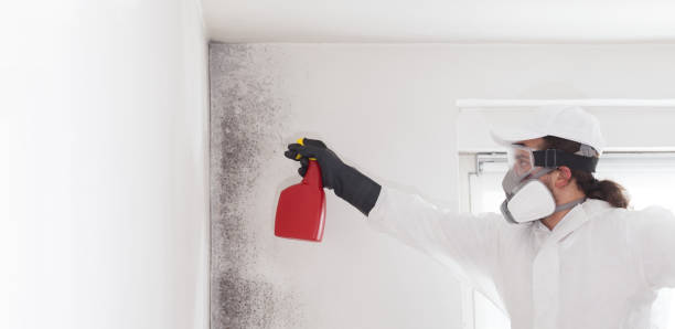 Best Commercial Mold Removal  in Gardendale, TX