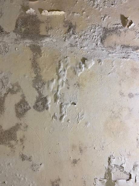Best Toxic Mold Removal  in Gardendale, TX