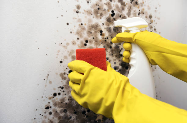 Best Black Mold Removal  in Gardendale, TX