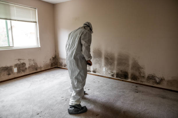 Best Local Mold Removal Service  in Gardendale, TX