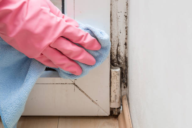 Best Mold Remediation Services  in Gardendale, TX